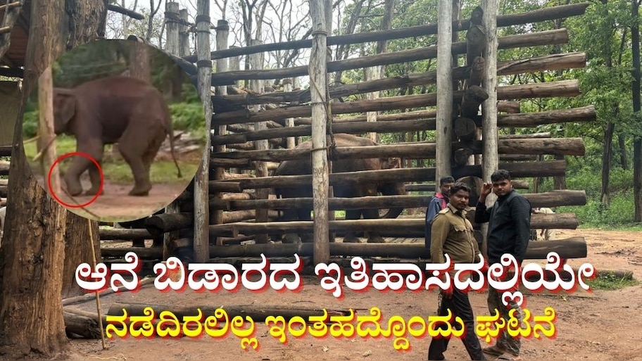 ಆನೆ ಬಿಡಾರದಲ್ಲಿದ್ದರೂ ತಪ್ಪದ ಗಂಡಾಂತರ: ಗಜರಾಜನ ಕಾಲಿಗೆ ಗಂಭೀರ ಗಾಯ!