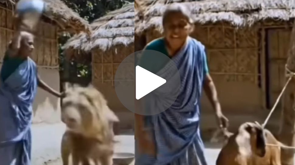 Viral Video: ಸಾಕಿದ ಮೇಕೆಯ ಮೇಲೆ ದಾಳಿ ಮಾಡಲು ಬಂದ ಸಿಂಹ ತಲೆಗೆ ಚೊಂಬಿನಲ್ಲಿ ಕುಟ್ಟಿದ ಅಜ್ಜಿ! ನಕ್ಕು ಸುಸ್ತಾದ ನೆಟ್ಟಿಗರು Viral Video: ಸಾಕಿದ ಮೇಕೆಯ ಮೇಲೆ ದಾಳಿ ಮಾಡಲು ಬಂದ ಸಿಂಹ ತಲೆಗೆ ಚೊಂಬಿನಲ್ಲಿ ಕುಟ್ಟಿದ ಅಜ್ಜಿ! ನಕ್ಕು ಸುಸ್ತಾದ ನೆಟ್ಟಿಗರು