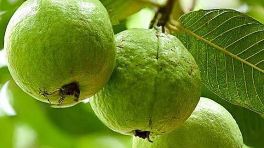 ಈ ಸಮಸ್ಯೆಗಳಿರುವವರು ಪೇರಲ ತಿನ್ನಲೇಬಾರದು.. ತಿಂದರೆ ಏನಾಗುತ್ತದೆ?