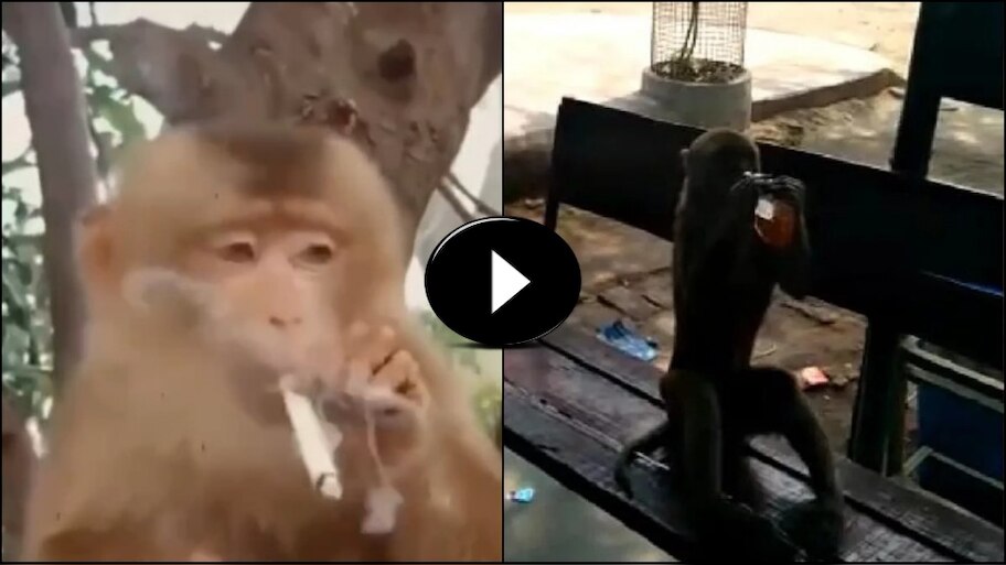 Viral Video: ಸ್ಟೈಲ್‌ ಆಗಿ ಸಿಗರೇಟ್‌ ಸೇದುತ್ತಾ... ಗಟಗಟ ಅಂತಾ ಬಿಯರ್‌ ಕುಡಿದ ಕೋತಿ!! ವಿಡಿಯೋ ನೋಡಿ ನಕ್ಕುನಕ್ಕು ಸುಸ್ತಾದ ನೆಟ್ಟಿಗರು