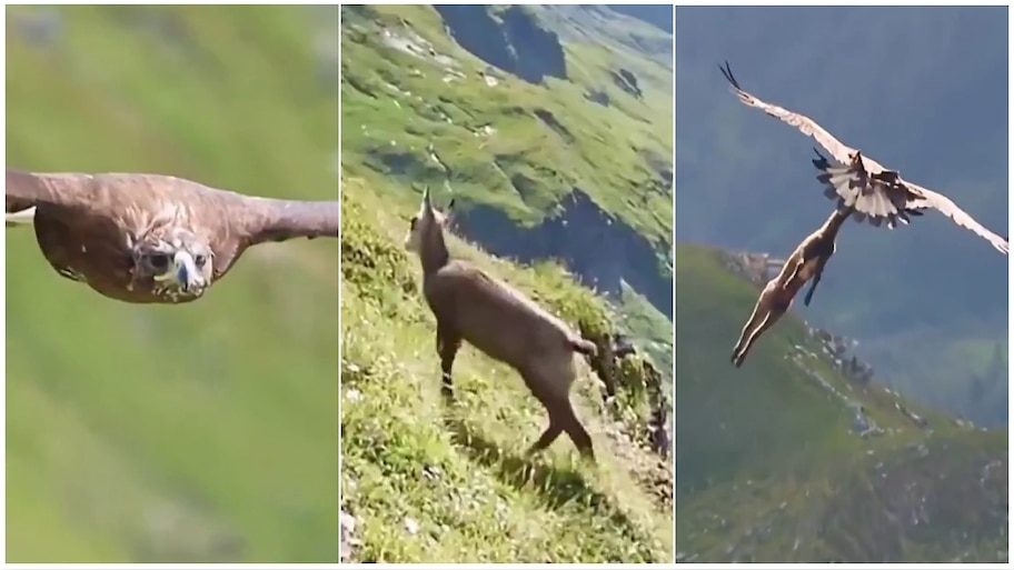 Viral video : ಆಗಸದಲ್ಲೇ ಜಿಂಕೆಯನ್ನ ಬಲಿ ಪಡೆದ ದೈತ್ಯ ಗರುಡ..! ಚಿರಿದರೂ, ಎಗರಾಡಿದರೂ ಉಳಿಯಲಿಲ್ಲ ಜೀವ..