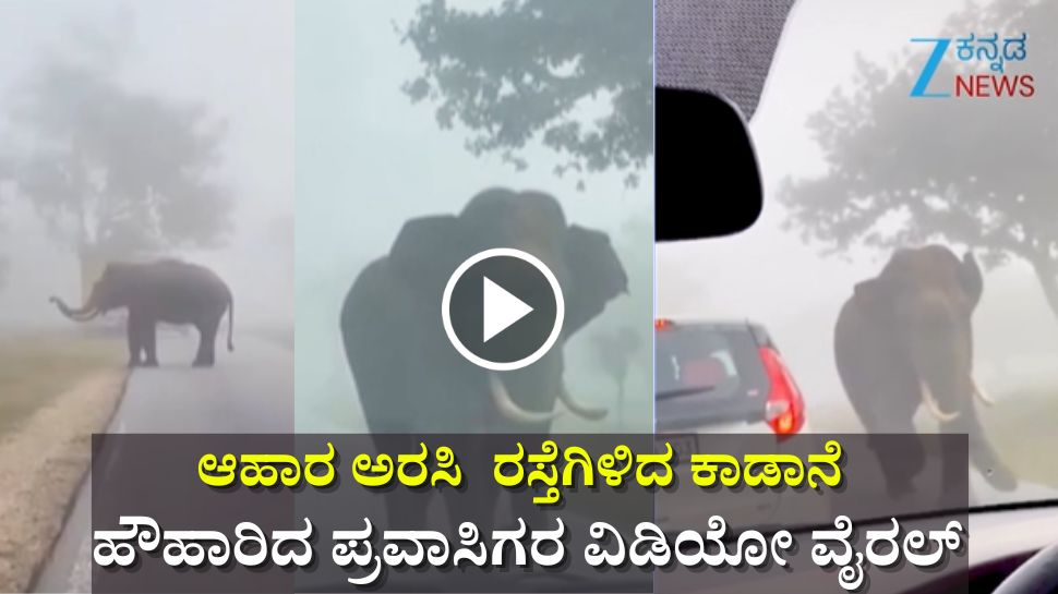 ಬೆಳ್ಳಂಬೆಳಗ್ಗೆ ಆಹಾರ ಅರಸಿ ರಸ್ತೆಗಿಳಿದ ಕಾಡಾನೆ: ಹೌಹಾರಿದ ಪ್ರವಾಸಿಗರ ವಿಡಿಯೋ ವೈರಲ್ ಬೆಳ್ಳಂಬೆಳಗ್ಗೆ ಆಹಾರ ಅರಸಿ ರಸ್ತೆಗಿಳಿದ ಕಾಡಾನೆ: ಹೌಹಾರಿದ ಪ್ರವಾಸಿಗರ ವಿಡಿಯೋ ವೈರಲ್