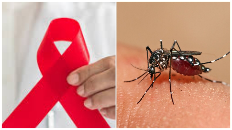 ಸೊಳ್ಳೆ ಕಡಿತದಿಂದ HIV ಬರಬಹುದೇ? ಈ ಬಗ್ಗೆ ತಜ್ಞರು ಏನ್ ಹೇಳುತ್ತಾರೆ ಗೊತ್ತೆ..? ಸೊಳ್ಳೆ ಕಡಿತದಿಂದ HIV ಬರಬಹುದೇ? ಈ ಬಗ್ಗೆ ತಜ್ಞರು ಏನ್ ಹೇಳುತ್ತಾರೆ ಗೊತ್ತೆ..?
