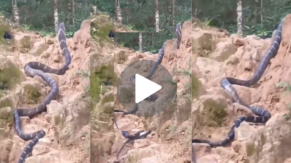 King Cobra Viral Video: ತುಂಬಿದ ಊರಿಗೆ ಬಂದನೊಬ್ಬ ವಿಶೇಷ ಅತಿಥಿ! ಕಪ್ಪು ಕಾಳಿಂಗನ ಗಾತ್ರ ನೋಡಿ ಬೆಚ್ಚಿಬಿದ್ದ ಹಳ್ಳಿ ಮಂದಿ King Cobra Viral Video: ತುಂಬಿದ ಊರಿಗೆ ಬಂದನೊಬ್ಬ ವಿಶೇಷ ಅತಿಥಿ! ಕಪ್ಪು ಕಾಳಿಂಗನ ಗಾತ್ರ ನೋಡಿ ಬೆಚ್ಚಿಬಿದ್ದ ಹಳ್ಳಿ ಮಂದಿ