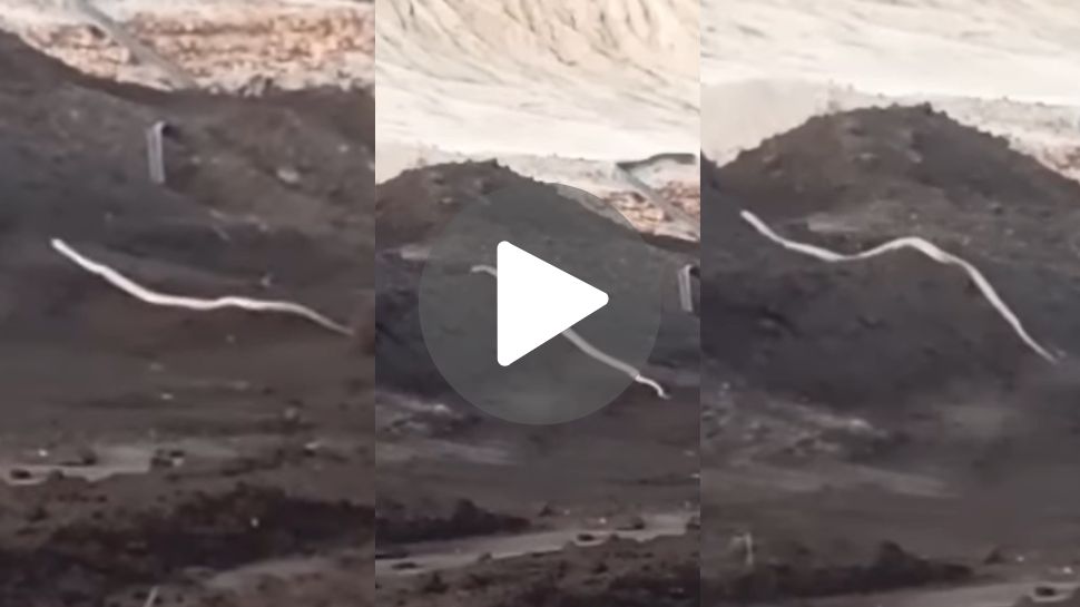 White Cobra Viral Video: ಕಪ್ಪು ಕಲ್ಲಿದ್ದಲ ಕೋಟೆಯ ನಡುವೆ ಅಪರೂಪದ ಶ್ವೇತ ನಾಗ! 15 ಅಡಿ ಹಾವಿನ ದರ್ಶನ ಪಡೆದು ಸುಸ್ತಾಯ್ತು ಸೋಷಿಯಲ್ ಮಿಡಿಯಾ White Cobra Viral Video: ಕಪ್ಪು ಕಲ್ಲಿದ್ದಲ ಕೋಟೆಯ ನಡುವೆ ಅಪರೂಪದ ಶ್ವೇತ ನಾಗ! 15 ಅಡಿ ಹಾವಿನ ದರ್ಶನ ಪಡೆದು ಸುಸ್ತಾಯ್ತು ಸೋಷಿಯಲ್ ಮಿಡಿಯಾ
