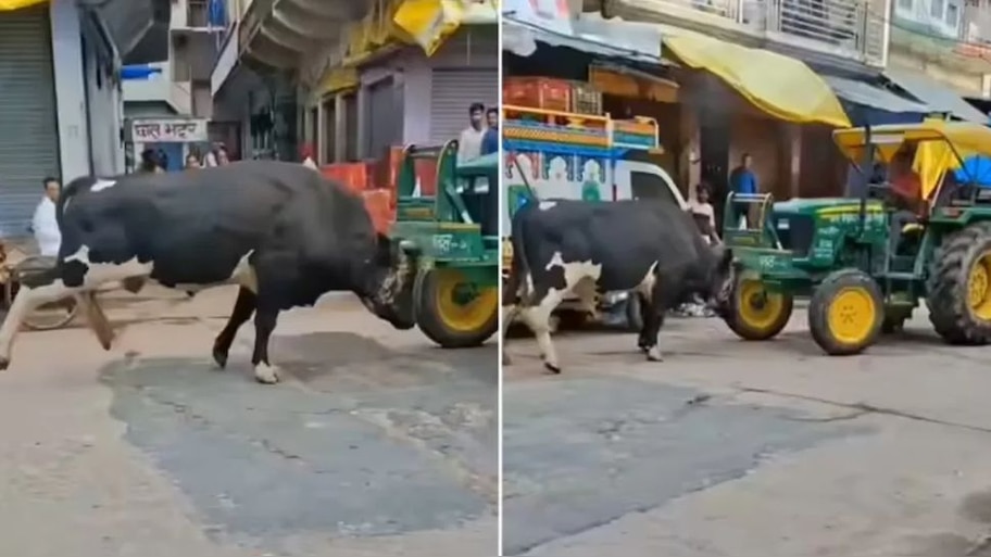 ನಾನಾ.. ನೀನಾ.. ಎನ್ನುತ್ತಾ ಟ್ರ್ಯಾಕ್ಟರ್‌ನ ಮೇಲೆ ಶಕ್ತಿ ಪ್ರದರ್ಶನಕ್ಕಿಳಿದ ಗೂಳಿ! ವಿಡಿಯೋ ನೋಡಿ ನಕ್ಕು ನಕ್ಕು ಸುಸ್ತಾದ ನೆಟ್ಟಿಗರು.. 