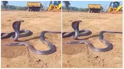 ಸತ್ತ ಸಂಗಾತಿಗಾಗಿ ಗಂಟೆಗಟ್ಟಲೇ ಅಳುತ್ತ ಕಾದು ಕುಳಿತ ಹಾವು..! ಮುಂದಾಗಿದ್ದು ವಿಸ್ಮಯಕಾರಿ ಸಂಗತಿ.. ವಿಡಿಯೋ ವೈರಲ್
