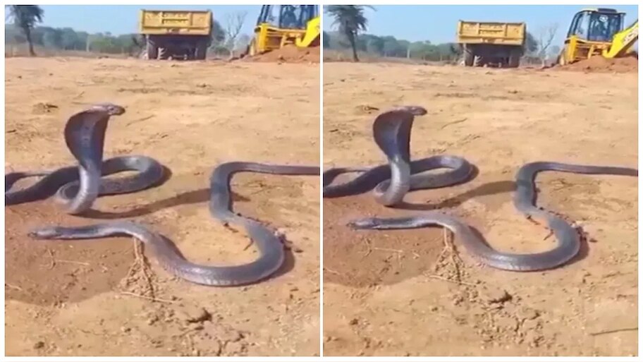 ಸತ್ತ ಸಂಗಾತಿಗಾಗಿ ಗಂಟೆಗಟ್ಟಲೇ ಅಳುತ್ತ ಕಾದು ಕುಳಿತ ಹಾವು..! ಮುಂದಾಗಿದ್ದು ವಿಸ್ಮಯಕಾರಿ ಸಂಗತಿ.. ವಿಡಿಯೋ ವೈರಲ್