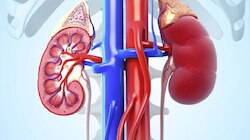 ಮೂತ್ರದಲ್ಲಿ ಈ ಲಕ್ಷಣಗಳು ಕಂಡುಬಂದ್ರೆ ಖಂಡಿತ ಕಿಡ್ನಿ ಫೇಲ್‌ ಆಗಿದೆ ಎಂದರ್ಥ! ಶೀಘ್ರವೇ ವೈದ್ಯರನ್ನ ಸಂಪರ್ಕಿಸಿ