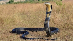 Snake safety tips:ಅಡಗಿ ಕೂತ ಹಾವುಗಳ ಶತ್ರು ಈ ವಸ್ತು.. ಮನೆಯ ಬಾಗಿಲಲ್ಲಿಟ್ಟರೆ ಹೊಸಲು ದಾಟಲು ಹೆದರುತ್ತೆ ವಿಷ ಜಂತು
