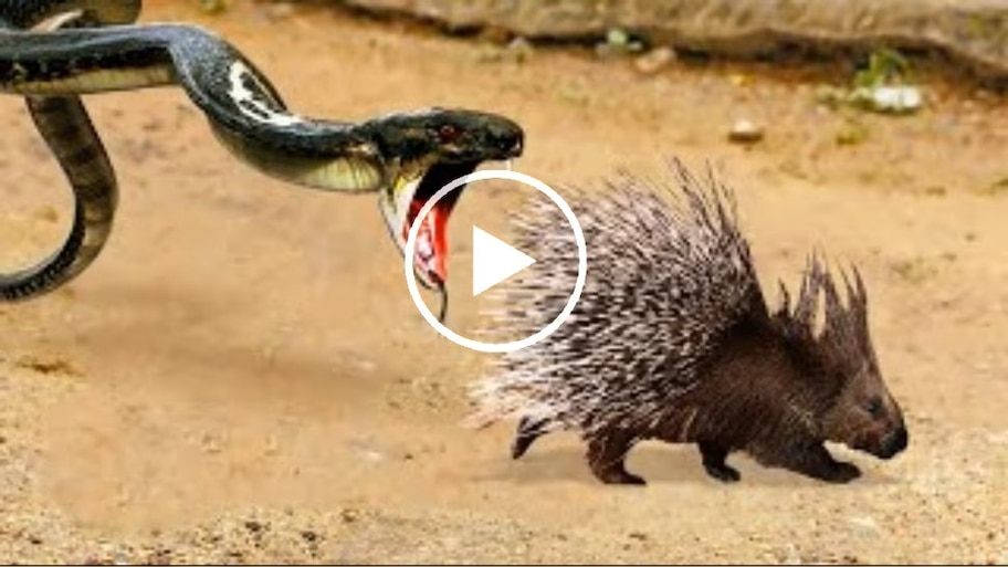 Viral video: ಮುಳ್ಳುಹಂದಿಯನ್ನೇ ನುಂಗಿದ ದೈತ್ಯ ಹಾವು... ಮುಂದಾಗಿದ್ದೇನು? ವಿಡಿಯೋ ನೋಡಿ