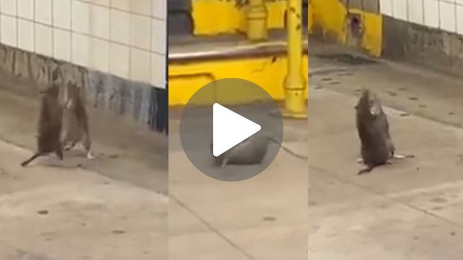 Viral Video: ನಡು ರಸ್ತೆಯಲ್ಲಿ ಪುಟ್ಟ ಇಲಿಗಳ ಜಗಳ.. ಗಂಡ ಹೆಂಡತಿಯ ನಡುವಿನ ಸಮಸ್ಯೆ ಪ್ರಾಣಿಗಳನ್ನೂ ಬಿಟ್ಟಿದ್ದಲ್ಲ..