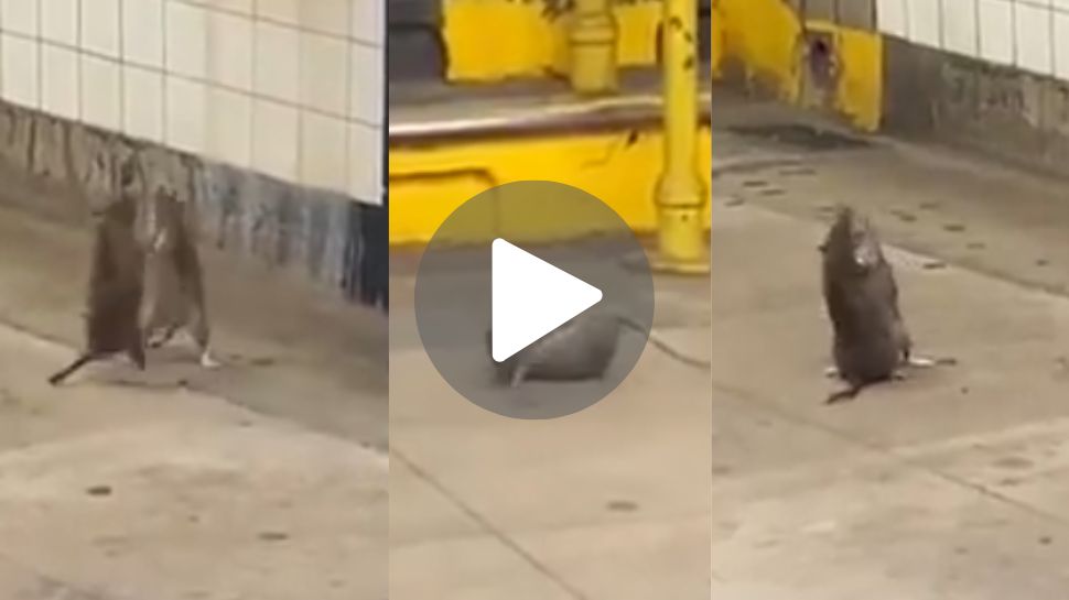 Viral Video: ನಡು ರಸ್ತೆಯಲ್ಲಿ ಪುಟ್ಟ ಇಲಿಗಳ ಜಗಳ.. ಗಂಡ ಹೆಂಡತಿಯ ನಡುವಿನ ಸಮಸ್ಯೆ ಪ್ರಾಣಿಗಳನ್ನೂ ಬಿಟ್ಟಿದ್ದಲ್ಲ.. Viral Video: ನಡು ರಸ್ತೆಯಲ್ಲಿ ಪುಟ್ಟ ಇಲಿಗಳ ಜಗಳ.. ಗಂಡ ಹೆಂಡತಿಯ ನಡುವಿನ ಸಮಸ್ಯೆ ಪ್ರಾಣಿಗಳನ್ನೂ ಬಿಟ್ಟಿದ್ದಲ್ಲ..
