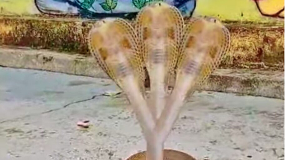 ಮೂರು ಹೆಡೆಯ ಅಪರೂಪದ ನಾಗರ ಹಾವಿನ ವಿಡಿಯೋ ವೈರಲ್‌