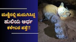 ಶಾಕಿಂಗ್... ಮಣ್ಣಿನಲ್ಲಿ‌ ಹುದುಗಿಸಿದ್ದ ಹುಲಿಯ ಅರ್ಧ ಕಳೇಬರ ಪತ್ತೆ!! 