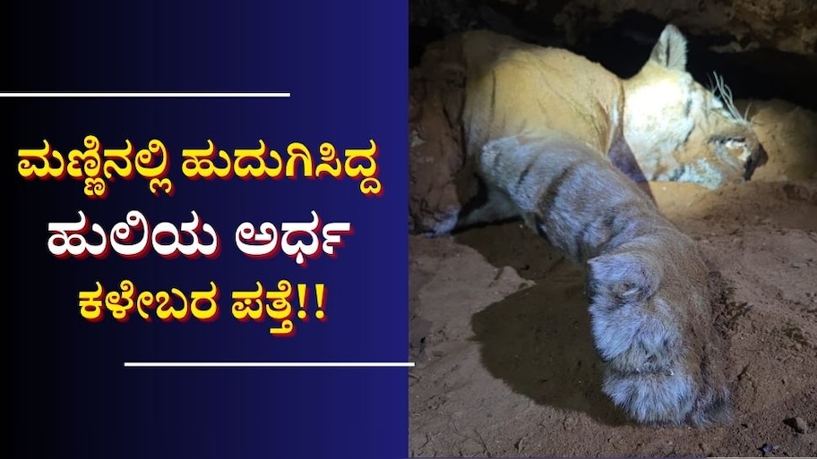 ಶಾಕಿಂಗ್... ಮಣ್ಣಿನಲ್ಲಿ‌ ಹುದುಗಿಸಿದ್ದ ಹುಲಿಯ ಅರ್ಧ ಕಳೇಬರ ಪತ್ತೆ!! 