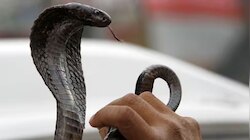 Snake Bite: ಮನೆಗೆ ಹಾವುಗಳು ಬರದಂತೆ ತಡೆಯಲು, ಈ ಒಂದು ಕೆಲಸ ಮಾಡಿ.!ಇಲ್ಲಿವೆ ಸರಳ ಸುರಕ್ಷತಾ ಸಲಹೆಗಳು