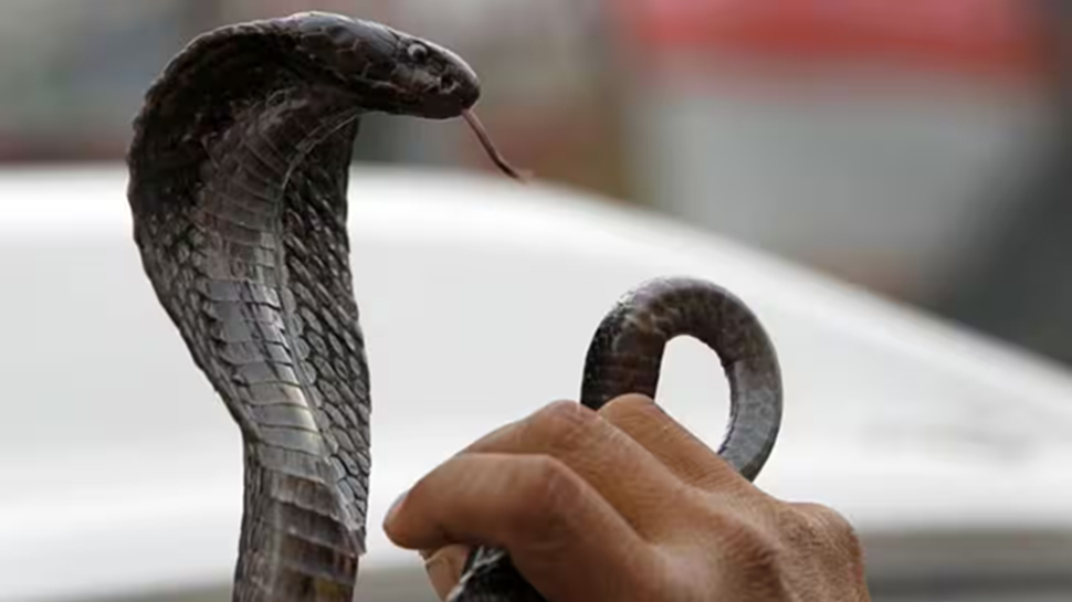Snake Bite: ಮನೆಗೆ ಹಾವುಗಳು ಬರದಂತೆ ತಡೆಯಲು, ಈ ಒಂದು ಕೆಲಸ ಮಾಡಿ.!ಇಲ್ಲಿವೆ ಸರಳ ಸುರಕ್ಷತಾ ಸಲಹೆಗಳು Snake Bite: ಮನೆಗೆ ಹಾವುಗಳು ಬರದಂತೆ ತಡೆಯಲು, ಈ ಒಂದು ಕೆಲಸ ಮಾಡಿ.!ಇಲ್ಲಿವೆ ಸರಳ ಸುರಕ್ಷತಾ ಸಲಹೆಗಳು
