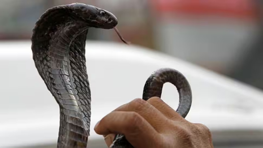 Snake Bite: ಮನೆಗೆ ಹಾವುಗಳು ಬರದಂತೆ ತಡೆಯಲು, ಈ ಒಂದು ಕೆಲಸ ಮಾಡಿ.!ಇಲ್ಲಿವೆ ಸರಳ ಸುರಕ್ಷತಾ ಸಲಹೆಗಳು
