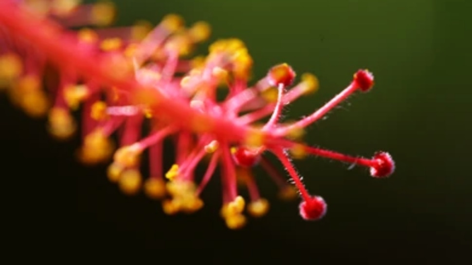 ಕೇವಲ ಒಂದೇ ಒಂದು ಈ ಹೂವು ಸಾಕು... ಕೂದಲು ದಟ್ಟವಾಗಿ ಹುಲ್ಲು ಬೆಳೆದಂತೆ ಬೆಳೆಯುತ್ತವೆ!