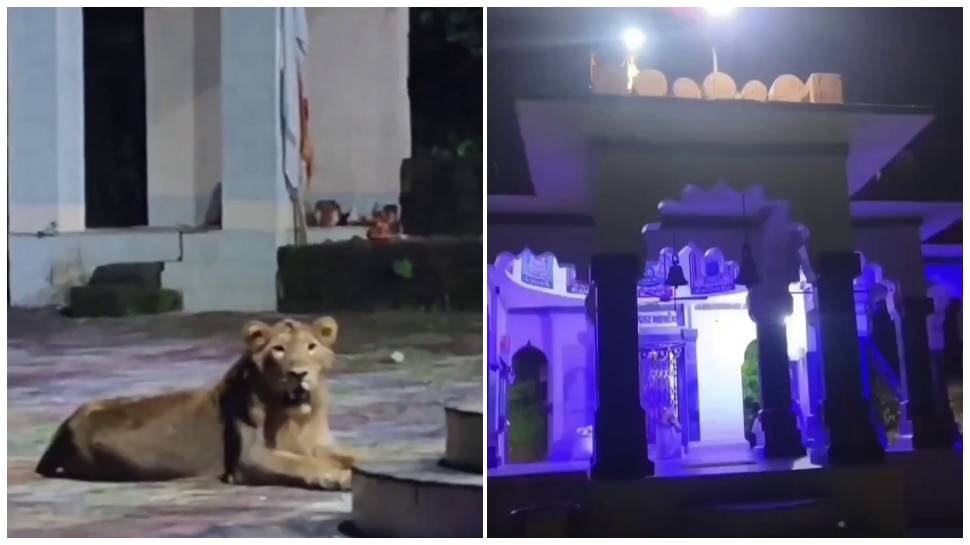 ದುರ್ಗಾ ದೇವಸ್ಥಾನಕ್ಕೆ ಸಿಂಹ ಕಾವಲು! ತಾಯಿ ಸೇವೆಗಾಗಿ ಕಾದು ಕುಳಿತ ವ್ಯಾಘ್ರ.. ವಿಡಿಯೋ ವೈರಲ್‌