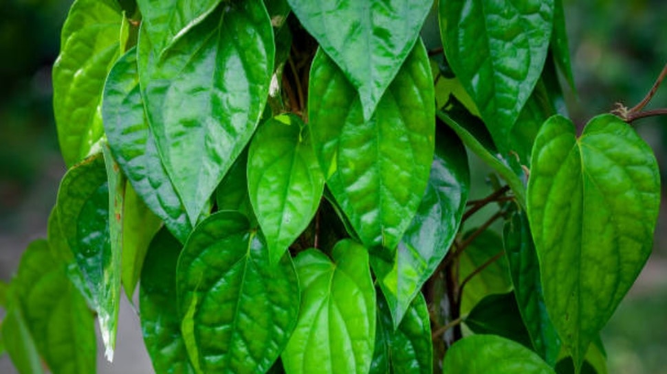 ವೀಳ್ಯದೆಲೆ ಮನೆಯ ಹಿತ್ತಲಲ್ಲಿ ನೆಟ್ಟರೆ ಏನಾಗುತ್ತದೆ.. ಯಾವ ದಿಕ್ಕಿನಲ್ಲಿ ಇರಬೇಕು ಗೊತ್ತಾ?