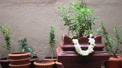 ಕಾರ್ತಿಕ ಮಾಸದಲ್ಲಿ ತುಳಸಿ ಗಿಡದ ಬಳಿ ಈ ಒಂದು ವಸ್ತು ಇರಿಸಿ; ಅದೃಷ್ಟ ಒಲಿಯುವುದು... ಸಾಲವೆಲ್ಲ ತೀರಿ ಹೋಗಿ ಸಿರಿವಂತರಾಗುವಿರಿ!