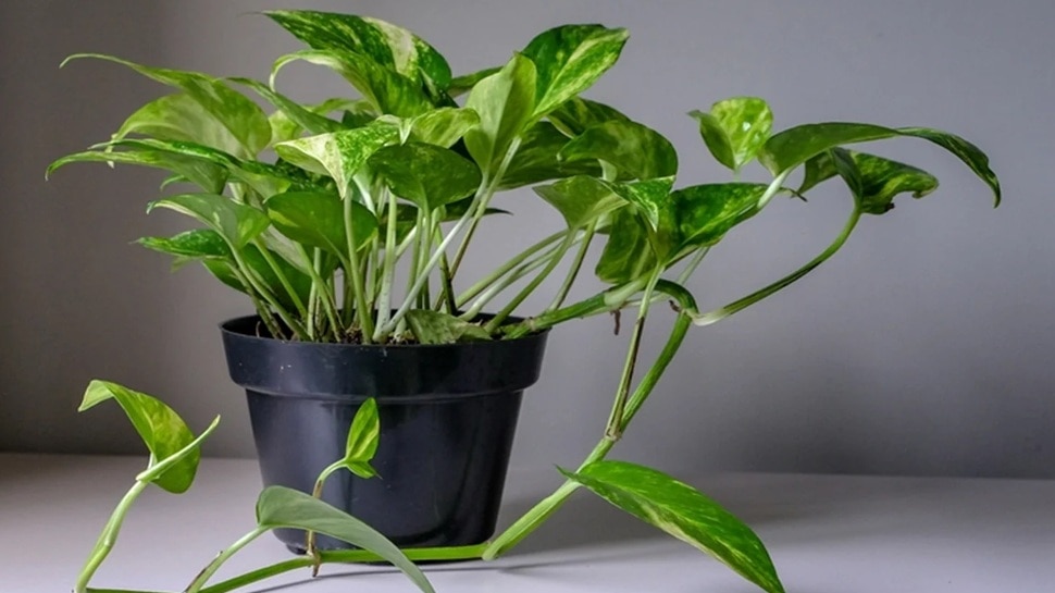 ಮನಿಪ್ಲಾಂಟ್‌ ಅಲ್ಲ.. ಈ ಪುಟ್ಟ ಗಿಡವನ್ನು ಮನೆಯೊಳಗೆ ನೆಟ್ಟರೆ ಅದೃಷ್ಟ ಒಲಿಯುತ್ತದೆ