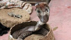 ನಿಮ್ಮ ಮನೆಯ ಮುಂದೆ ಈ ವಸ್ತುವನ್ನು ಇಡಿ, ಹಾವುಗಳು ಅದರ ಹತ್ತಿರವೂ ಸುಳಿಯುವುದಿಲ್ಲ..!