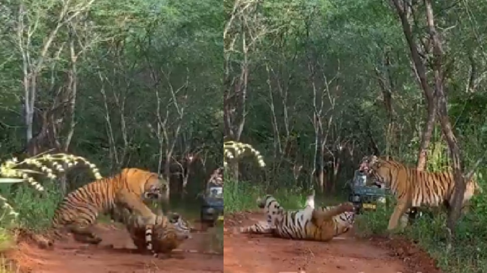 Viral Video: ಎರಡು ಹುಲಿಗಳ ನಡುವೆ ಭೀಕರ ಕಾಳಗ.. ಕೊನೆಗೆ ಏನಾಯ್ತು ನೋಡಿ Viral Video: ಎರಡು ಹುಲಿಗಳ ನಡುವೆ ಭೀಕರ ಕಾಳಗ.. ಕೊನೆಗೆ ಏನಾಯ್ತು ನೋಡಿ