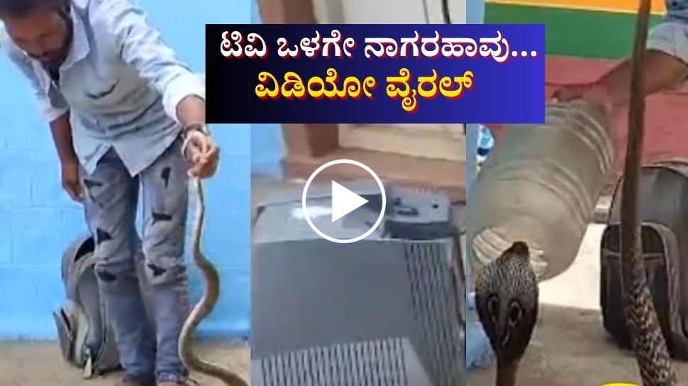 ಟಿವಿ ಒಳಗೇ ಸೇರಿಕೊಂಡು ಬುಸಗುಟ್ಟಿದ ನಾಗಪ್ಪ! ಮನೆಮಂದಿ ಶಾಕ್ ವಿಡಿಯೋ ವೈರಲ್ 