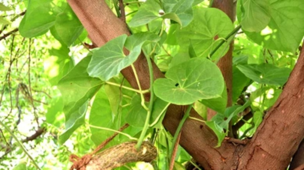 ಕಿಡ್ನಿ ಸ್ಟೋನ್‌ ಕರಗಿಸುವ ಚಮತ್ಕಾರಿ ಎಲೆ.. ಜಗಿದು ತಿಂದರೆ ಸಾಕು ಕಲ್ಲು ಕರಗಿ ನೋವಿಲ್ಲದೇ ಹೊರಬರುವುದು! 