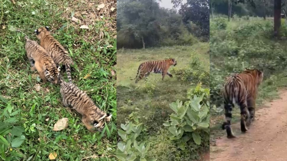 ಪುಣಜನೂರು-ಬೇಡಗುಳಿ ರಸ್ತೆಯಲ್ಲಿ ಮೂರು ಹುಲಿ ಮರಿ ಪತ್ತೆ: ದಮ್ಮನಕಟ್ಟೆ ಸಫಾರಿಯಲ್ಲಿ ಹುಲಿರಾಯನ ದರ್ಶನ ಪುಣಜನೂರು-ಬೇಡಗುಳಿ ರಸ್ತೆಯಲ್ಲಿ ಮೂರು ಹುಲಿ ಮರಿ ಪತ್ತೆ: ದಮ್ಮನಕಟ್ಟೆ ಸಫಾರಿಯಲ್ಲಿ ಹುಲಿರಾಯನ ದರ್ಶನ
