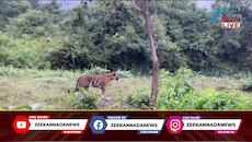 ದಮ್ಮನಕಟ್ಟೆ ಸಫಾರಿಯಲ್ಲಿ ಹುಲಿರಾಯನ ಬಿಂದಾಸ್ ಓಡಾಟ: ವಿಡಿಯೋ ವೈರಲ್ 
