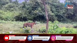 ದಮ್ಮನಕಟ್ಟೆ ಸಫಾರಿಯಲ್ಲಿ ಹುಲಿರಾಯನ ಬಿಂದಾಸ್ ಓಡಾಟ: ವಿಡಿಯೋ ವೈರಲ್ 