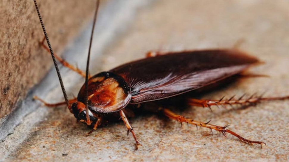 ಜಿರಳೆ ಸಮಸ್ಯೆಯಿಂದ ಬೇಸತ್ತಿದ್ದಿರಾ? ಹೀಗೆ ಮಾಡಿ, ಎರಡನೇ ನಿಮಿಷದಲ್ಲಿ ಮಾಯವಾಗುತ್ತವೆ..!