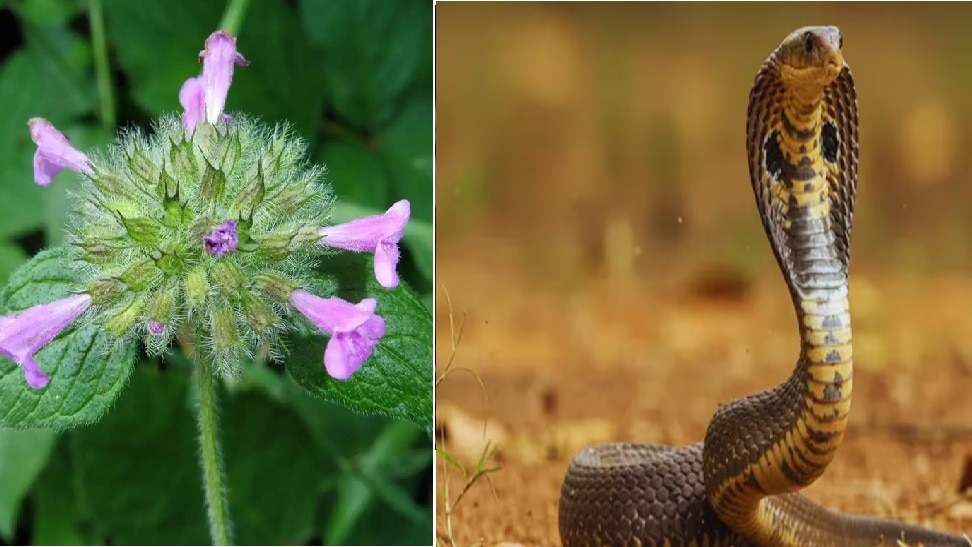 ಕಸದಂತೆ ಕಡೆಗಣಿಸುವ ಈ ಸಸ್ಯ ಹಾವಿನ ಪರಮಶತ್ರು.! ಒಂದೇ ಸಸಿ ನೆಟ್ಟರೂ ವಿಷಸರ್ಪಗಳು ಮನೆ ಹತ್ತಿರ ಸುಳಿಯಲ್ಲ