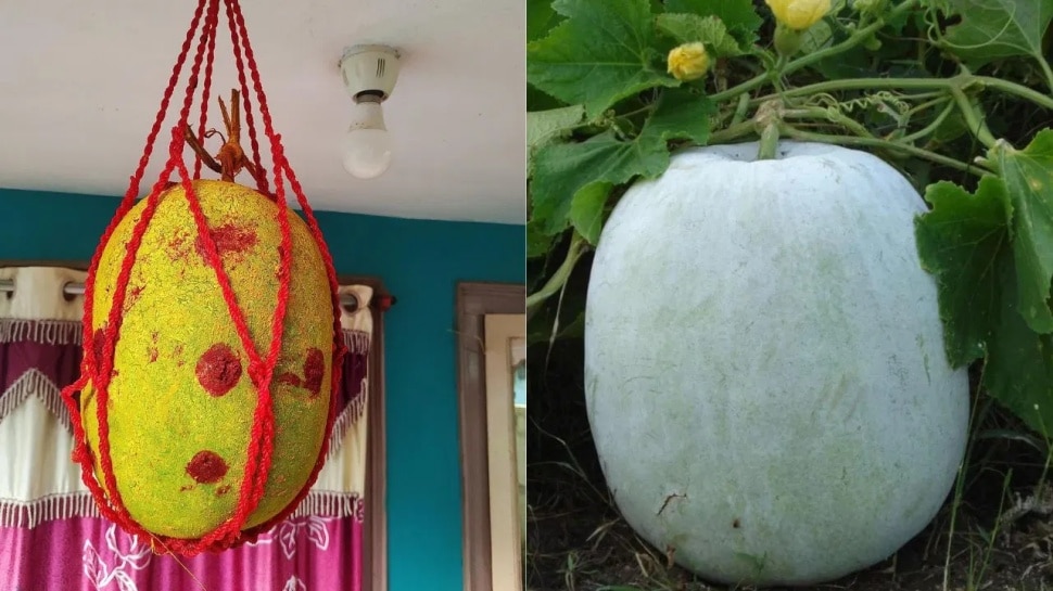 ಮನೆಗೆ ಕೆಟ್ಟ ದೃಷ್ಟಿ ತಾಗಬಾರದು ಅಂತ ಬೂದುಕುಂಬಳಕಾಯಿ ಕಟ್ಟಿದ್ದೀರಾ? ಹಾಗಿದ್ರೆ ಈ ವಿಚಾರ ತಿಳ್ಕೊಂಡಿರಿ.. 