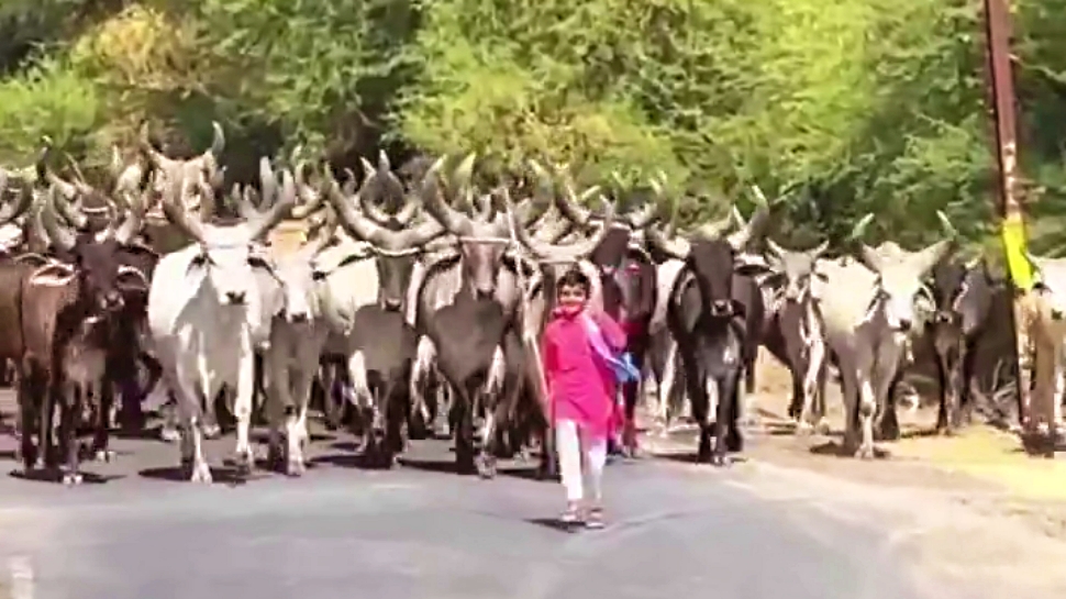 ಮುಂದೆ ಪುಟ್ಟ ಬಾಲಕ, ಹಿಂದೆ ದೈತ್ಯ ಹಸುಗಳು! ಈತ ಸಾಮಾನ್ಯ ಬಾಲಕನಲ್ಲ, ಕಲಿಯುಗದ ಕೃಷ್ಟ.. ವಿಡಿಯೋ ನೋಡಿ ಮುಂದೆ ಪುಟ್ಟ ಬಾಲಕ, ಹಿಂದೆ ದೈತ್ಯ ಹಸುಗಳು! ಈತ ಸಾಮಾನ್ಯ ಬಾಲಕನಲ್ಲ, ಕಲಿಯುಗದ ಕೃಷ್ಟ.. ವಿಡಿಯೋ ನೋಡಿ