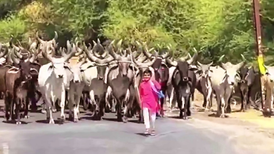 ಮುಂದೆ ಪುಟ್ಟ ಬಾಲಕ, ಹಿಂದೆ ದೈತ್ಯ ಹಸುಗಳು! ಈತ ಸಾಮಾನ್ಯ ಬಾಲಕನಲ್ಲ, ಕಲಿಯುಗದ ಕೃಷ್ಟ.. ವಿಡಿಯೋ ನೋಡಿ