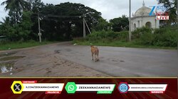 ಪ್ರಸಿದ್ದ ತಾಣ ಗುಂಬಜ್ ಬಳಿ ಕಾಣಿಸಿಕೊಂಡ ಜೋಡಿ ಚಿರತೆ