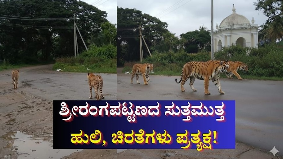 ಶ್ರೀರಂಗಪಟ್ಟಣದ ಪ್ರಸಿದ್ಧ ಪ್ರವಾಸಿ ತಾಣದ ಬಳಿ ಹುಲಿ, ಚಿರತೆ ಪ್ರತ್ಯಕ್ಷ: AI ಹಾವಳಿಗೆ ಜನರು ಹೈರಾಣು