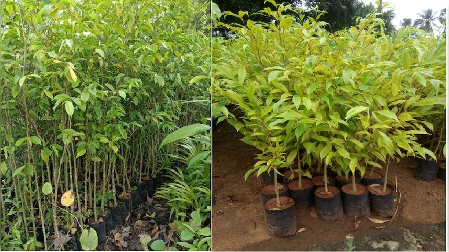 ಶ್ರೀಮಂತರಾಗಲು ಕಷ್ಟಪಟ್ಟು ದುಡಿಯಬೇಕಿಲ್ಲ, ಈ ಒಂದು ಮರ ನೆಟ್ಟರೆ ಸಿಗುತ್ತೆ ಕೋಟಿಗಟ್ಟಲೇ ಹಣ! ಈ ವೃಕ್ಷದ ಪ್ರತಿ ಕಿಲೋಗೆ ಸಿಗುತ್ತೆ 73 ಲಕ್ಷ 