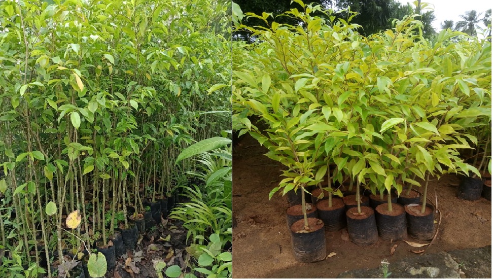ಶ್ರೀಮಂತರಾಗಲು ಕಷ್ಟಪಟ್ಟು ದುಡಿಯಬೇಕಿಲ್ಲ, ಈ ಒಂದು ಮರ ನೆಟ್ಟರೆ ಸಿಗುತ್ತೆ ಕೋಟಿಗಟ್ಟಲೇ ಹಣ! ಈ ವೃಕ್ಷದ ಪ್ರತಿ ಕಿಲೋಗೆ ಸಿಗುತ್ತೆ 73 ಲಕ್ಷ ಶ್ರೀಮಂತರಾಗಲು ಕಷ್ಟಪಟ್ಟು ದುಡಿಯಬೇಕಿಲ್ಲ, ಈ ಒಂದು ಮರ ನೆಟ್ಟರೆ ಸಿಗುತ್ತೆ ಕೋಟಿಗಟ್ಟಲೇ ಹಣ! ಈ ವೃಕ್ಷದ ಪ್ರತಿ ಕಿಲೋಗೆ ಸಿಗುತ್ತೆ 73 ಲಕ್ಷ
