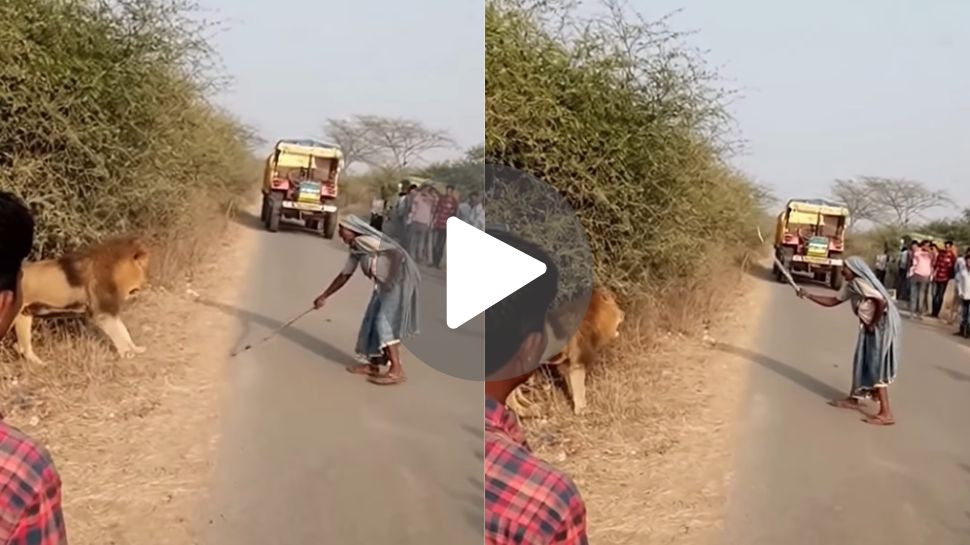 ದಾರಿಯಲ್ಲಿ ಹೆದರಿ ನಿಂತ ಜನರ ರಕ್ಷಣೆಗೆ ಮುಂದಾದ ಅಜ್ಜಿ.. ಧೈರ್ಯ ತೋರಿ ಕೋಲಿನಲ್ಲಿ ಸಿಂಹವನ್ನು ಬೆದರಿಸಿದ ಮುದುಕಿ ದಾರಿಯಲ್ಲಿ ಹೆದರಿ ನಿಂತ ಜನರ ರಕ್ಷಣೆಗೆ ಮುಂದಾದ ಅಜ್ಜಿ.. ಧೈರ್ಯ ತೋರಿ ಕೋಲಿನಲ್ಲಿ ಸಿಂಹವನ್ನು ಬೆದರಿಸಿದ ಮುದುಕಿ