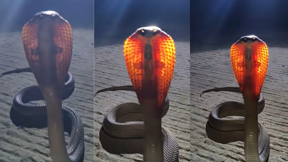 Viral Video: ಅಸಮಾನ್ಯ ಬಣ್ಣದಿಂದ ವಿಶ್ವರೂಪ ತಾಳಿದ ಸರ್ಪ! ಅಪರೂಪದ ಉರಗವನ್ನು ಕಂಡು ಬೆಚ್ಚಿಬಿದ್ದ ನೆಟ್ಟಿಗರು Viral Video: ಅಸಮಾನ್ಯ ಬಣ್ಣದಿಂದ ವಿಶ್ವರೂಪ ತಾಳಿದ ಸರ್ಪ! ಅಪರೂಪದ ಉರಗವನ್ನು ಕಂಡು ಬೆಚ್ಚಿಬಿದ್ದ ನೆಟ್ಟಿಗರು