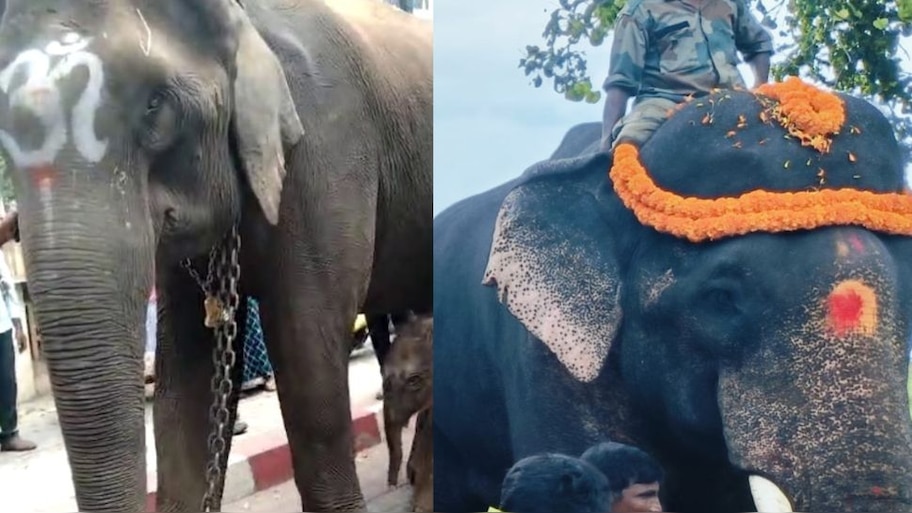 ಬಾಲಣ್ಣ ಆನೆಯ ಕಿವಿಯನ್ನು ಕತ್ತರಿಸಿದ ವೈದ್ಯರು!
