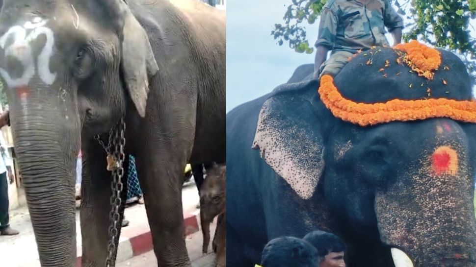 ಬಾಲಣ್ಣ ಆನೆಯ ಕಿವಿಯನ್ನು ಕತ್ತರಿಸಿದ ವೈದ್ಯರು! ಬಾಲಣ್ಣ ಆನೆಯ ಕಿವಿಯನ್ನು ಕತ್ತರಿಸಿದ ವೈದ್ಯರು!