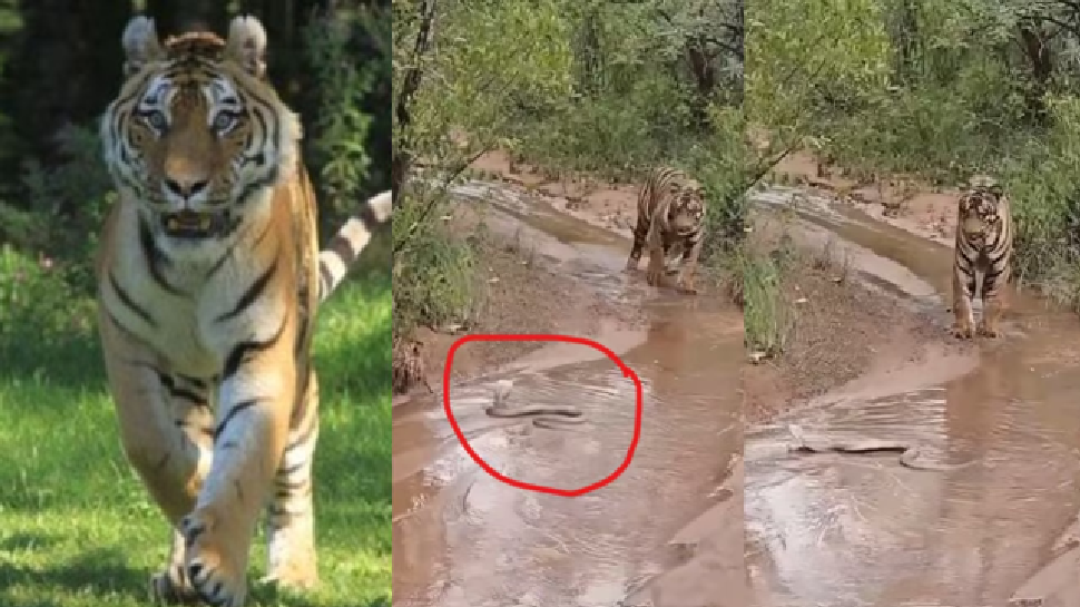 Viral Video: ನೀರು ಕುಡಿಯಲು ಬಂದಿದ್ದ ಹುಲಿಗೆ ಬುಸ್.. ಬುಸ್.. ಎಂದ ನಾಗರಾಜ! ಮುಂದೇನಾಯ್ತು ನೋಡಿ!! Viral Video: ನೀರು ಕುಡಿಯಲು ಬಂದಿದ್ದ ಹುಲಿಗೆ ಬುಸ್.. ಬುಸ್.. ಎಂದ ನಾಗರಾಜ! ಮುಂದೇನಾಯ್ತು ನೋಡಿ!!