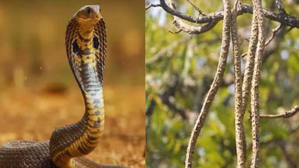 ಮನೆಬಾಗಿಲಿಗೆ ಈ ವೃಕ್ಷದ ತುಂಡು ಬೇರನ್ನು ಕಟ್ಟಿ... ಒಂದೇ ಒಂದು ಹಾವು ಕೂಡ ಆ ಕಡೆ ಬರೋದಿಲ್ಲ ಮನೆಬಾಗಿಲಿಗೆ ಈ ವೃಕ್ಷದ ತುಂಡು ಬೇರನ್ನು ಕಟ್ಟಿ... ಒಂದೇ ಒಂದು ಹಾವು ಕೂಡ ಆ ಕಡೆ ಬರೋದಿಲ್ಲ